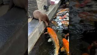 Download lagu Curious Otter Befriends Colorful Koi || ViralHog mp3 Download lagu Curious Otter Befriends Colorful Koi || ViralHog mp3