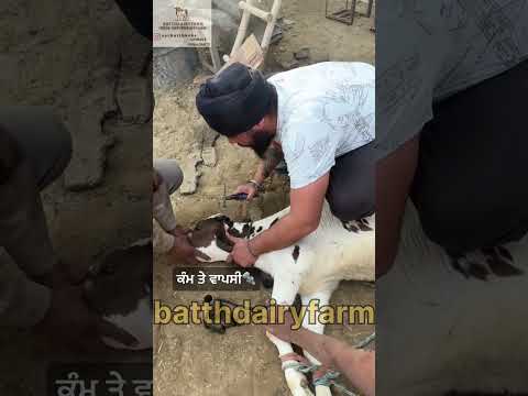 #batthdairyfarm6222 #batth8484 #dehorning