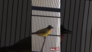 Download lagu KUTILANG EMAS JINAK SUPER GACOR BIKIN BURUNG LAIN EMOSI mp3