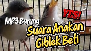 Download lagu Suara pikat Anakan Ribut ciblek beti sawah #suaraburung #pikatburungkecil  mp3