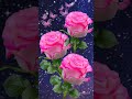 Flower Status Video Beautiful Flower Nature Status Video Rose Status Video