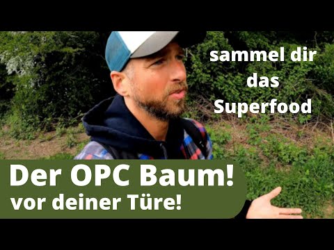 Der OPC Baum - Weißdorn - gegen Herz-Kreislauf-Erkrankungen