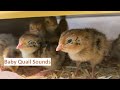 Just 36 minutes of baby quail sounds