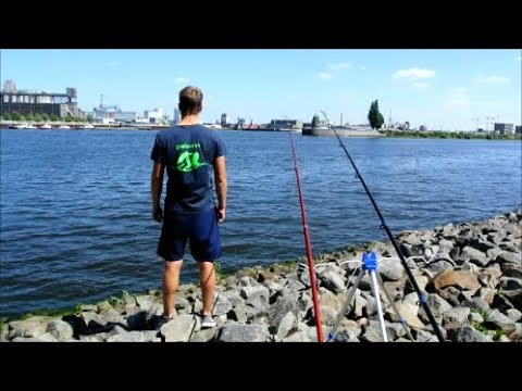 Platin: Aalangeln an der Weser / Aaltanz zum Erfolg