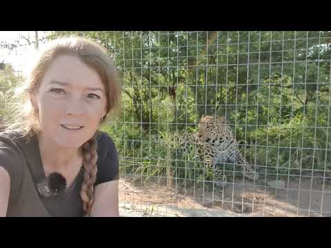 How to feed leopards, cheetahs, servals, caracals and wild cats in a South African sanctuary?