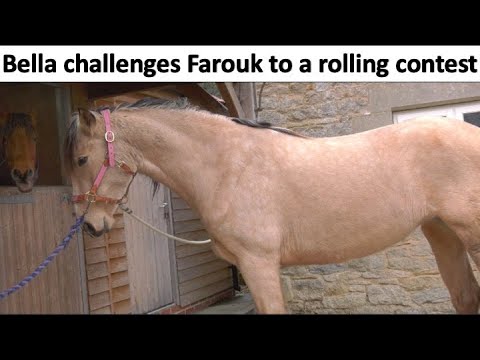 Bella tells Farouk she is the better Roller, Farouk disagrees 🥕🥕