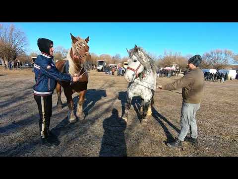 Caii lui Mangu de la Burla