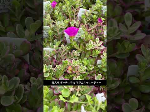 園芸 斑入りの紅葉