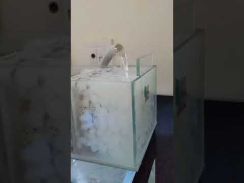 Sump filter with k1 filter media | Ceramic rings | Bioballs #cichlidaquarium #youtubeshorts #shorts