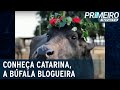 Búfala Blogueira Catarina Faz Sucesso Nas Redes Sociais Primeiro Impacto 17 11 21
