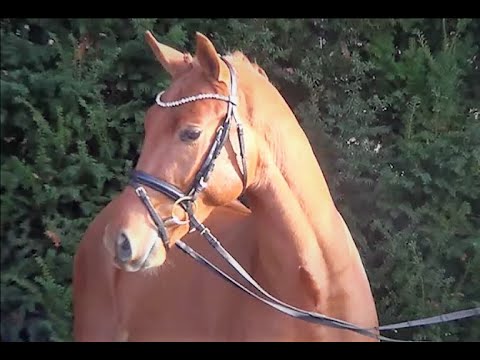 DSP-Hengsttage  2021 Kat.Nr.25 v. Zinedream