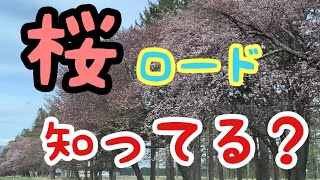 【桜並木】二十間道路桜並木にベル坊が行く。