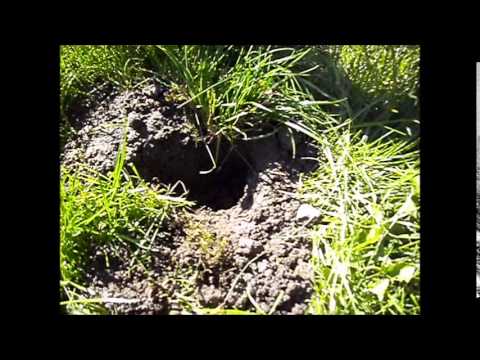 mol verjagen,geluidloos filmpje