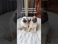The one and ONLY guide when it comes to PUG YEARS 🐶🍼💕 #pug #dog #shorts