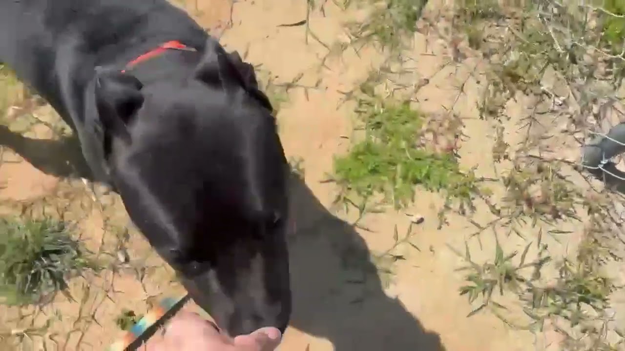 Lil Fella, a Adoptable mixed breed in Hartsville, SC video 2/6