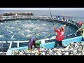 How They Harvest Millions Of Fresh Tuna In Middle Of The Ocean