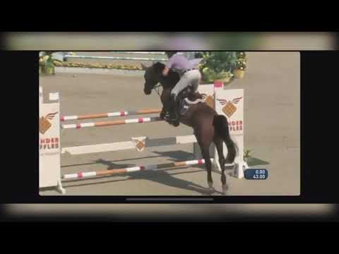 8 year old Axor Mouche I Andreas Knippling Sportpferde