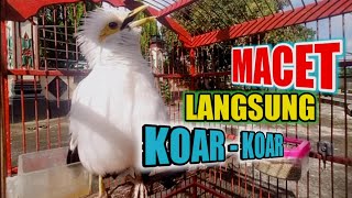 Download lagu sekali dengar jalak putih MACET BUNYI STRES BISU pasti langsung NYAUT koar koar GACOR mp3 Download lagu sekali dengar jalak putih MACET BUNYI STRES BISU pasti langsung NYAUT koar koar GACOR mp3