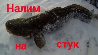 Когда ловят налима на стукалку