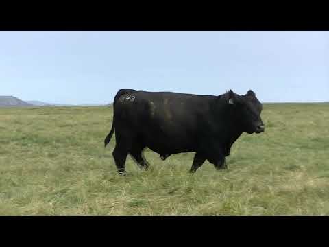 543 9 Peaks Protocol G543