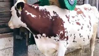 Cow has its own moving back scratcher