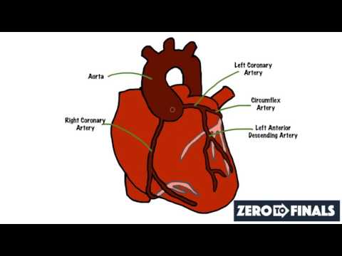Understanding the Cells of the Immune System