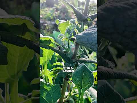 Yacon: Sweet Root for Permaculture & Stable Blood Sugar