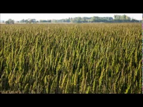 FS Zamutovčan - Konope, konope