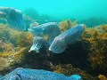 Australian Giant Cuttlefish