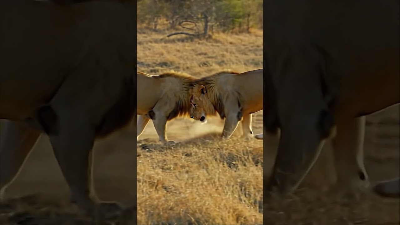 【Shocking】Fierce Battle Between Lions