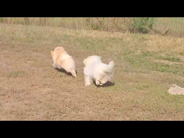 Pomerano cachorro en venta