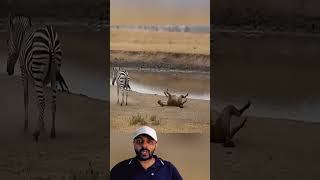 Zebra foi firme na Hiena😱