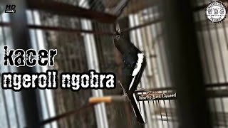 Download lagu PANCINGAN KACER GACOR || Ngeroll Ngobra geal geol mp3