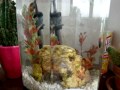 How to Acclimate Your Betta