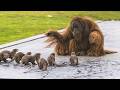 You Will Die Laughing At These FUNNY Animal Funniest Animals Video 2025