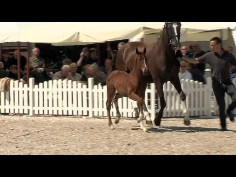 Hf v Antango x De Niro