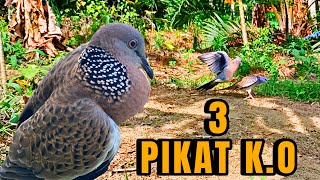 Download lagu Tiga Pikat Kalah Dibuat Tekukur Ini ‼️BL Sangat Ganteng 100 % Baka Pikat Super mp3