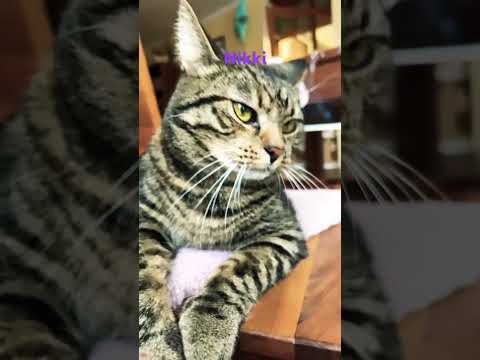 Meine Katzen ( Meloni)