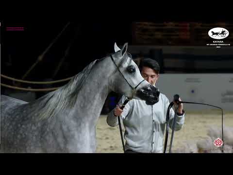 N95 D AMEEREYYAH - Katara Int Arabian Peninsula Horse Show 2022 - Fillies 3 Years Old (Class 3B)