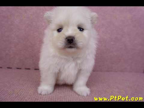 09/14松鼠白博美公幼犬