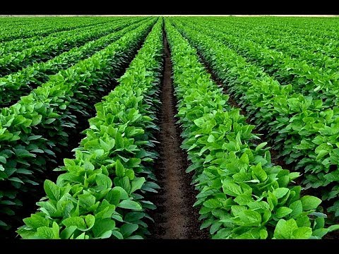COMO FAZER SIMPLES PLANTIO DE SOJA PEQUENOS PRODUTORES