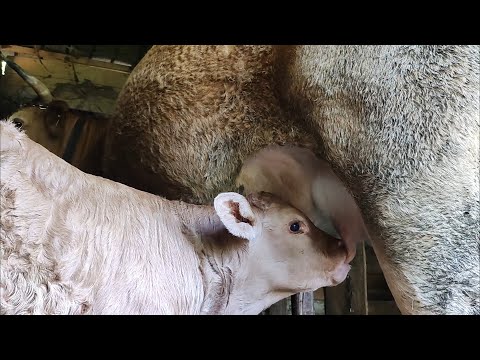 Allattamento del vitello