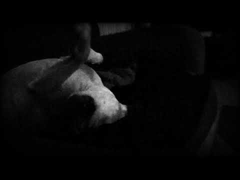 KooZ X Μαύρη Παλίρροια - Ποτέ τα σκυλιά μόνα τους