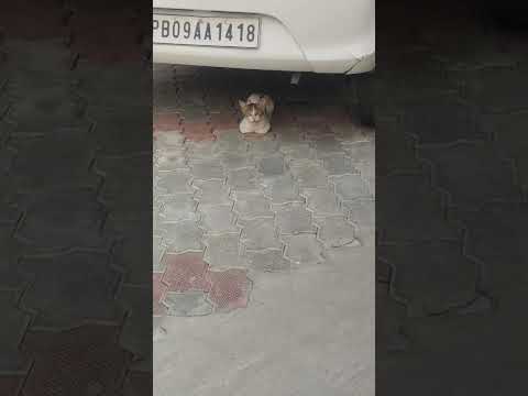 🐈😺🐈😺🐈😺 cat #cat