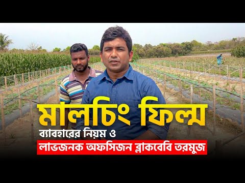 মালচিং ফিল্ম ব্যাবহারের নিয়ম ও লাভজনক অফসিজন ব্লাকবেবি তরমুজ