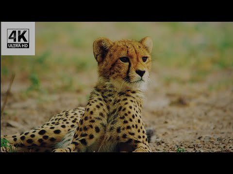Wild Botswana - 4K Short Relax Video