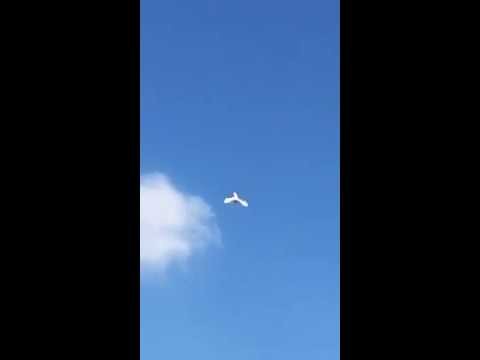 Dynekat e Kosoves Vlladika Fatmirit Zheger