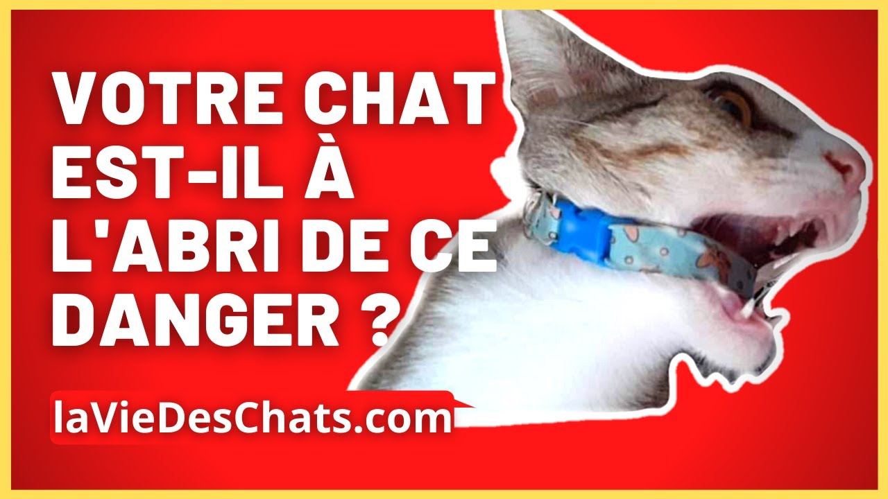 Votre chat est-il à l'abri de ce danger ?? Bien choisir le collier pour votre chat