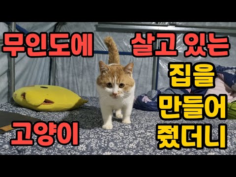 92년생 무인도 최연소 자유인 고양이에게 집을 지어주다 무인도그 리턴즈 EP-32