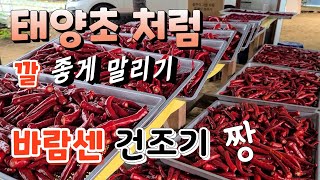 바람센 건조기가 고추 색깔도 이쁘게 나온다